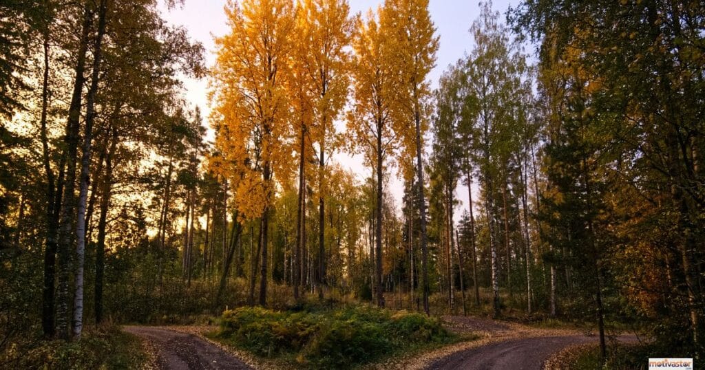 A dirt road forking in two directions in a forest with golden autumn leaves, representing the choice between a fixed and a growth mindset.